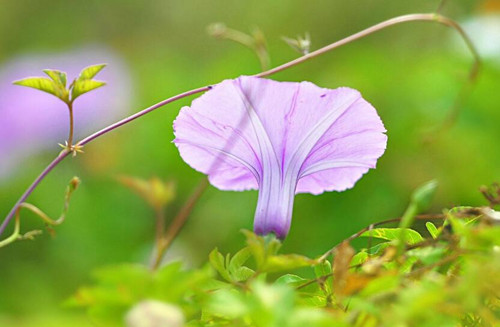 (管理論文)范文：基于知識管理的企業(yè)管理創(chuàng)新