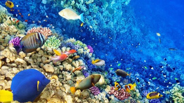 (初中論文發表范文)初中學生海洋意識培養策略 (初中論文發表范文)初中學生海洋意識培養策略