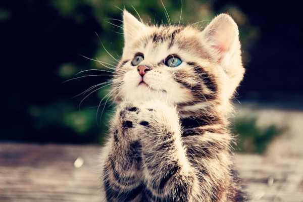 畢業(yè)論文寫吸貓(云吸貓)是精神鴉片-668論文網(wǎng)