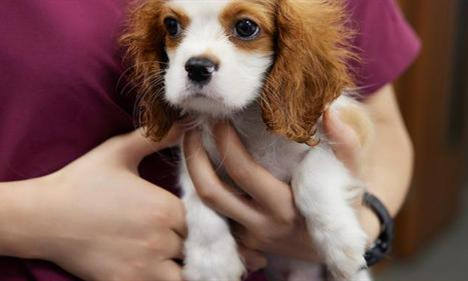 動物醫學論文題目 動物醫學論文題目